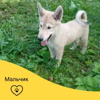 Щенки западносибирской лайки