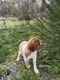 Щенки бретонский эспаньоль