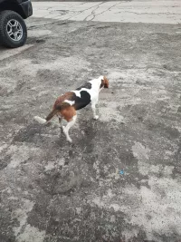 Найдена потеряшка - Эстонская гончая / Русская гончая пегая