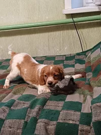 Щенки бретонский эспаньоль