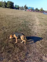 Русская гончая