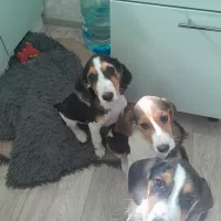 Эстонская гончая щенки на продажу