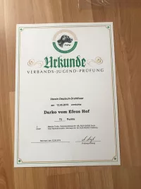 щенок немецкого дратхаара