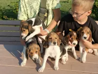 Щенки Эстонской гончей