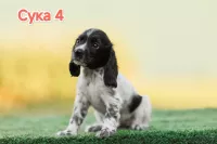 Русский охотничий спаниель ЩЕНКИ