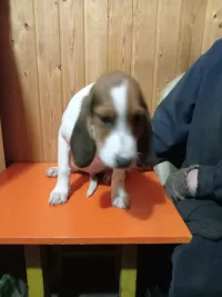 Подращенные щенки эстонской гончей