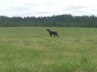 Цильда