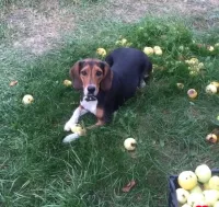 Щенки эстонской гончей от рабочих родителей.