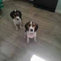 Эстонская гончая щенки на продажу