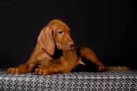 Щенки Венгерской выжлы