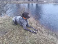 Винсент