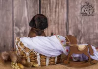 Щенки Баварской горной гончей