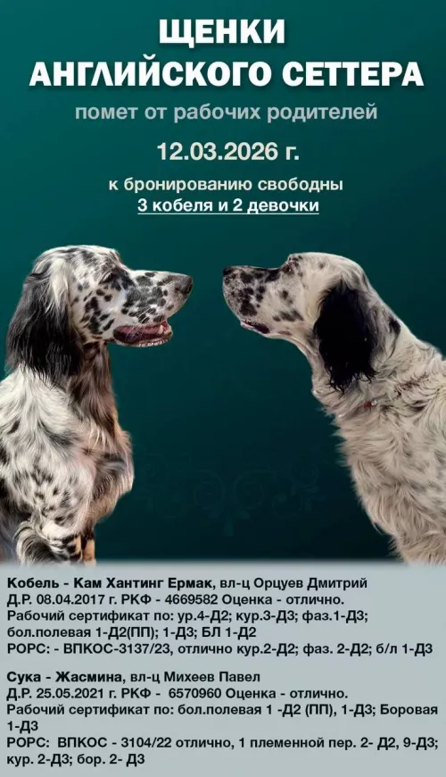 Щенки Английского сеттера