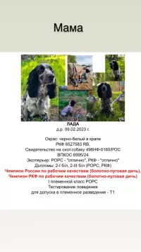 Русский охотничий спаниель щенки