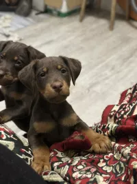 Продам щенков ягдтерьера