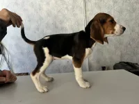 Щенки эстонской гончей от рабочих родителей.