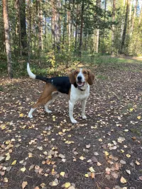 Подращенные щенки эстонской гончей