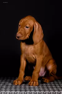 Щенки Венгерской выжлы