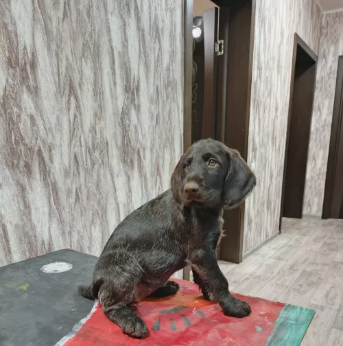 Продаются щенки Дратхаара