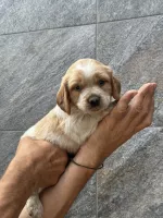 Продаются щенки  Бретонский Эпаньоль