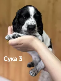 Русский охотничий спаниель щенки