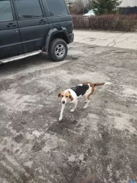 Найдена потеряшка - Эстонская гончая / Русская гончая пегая