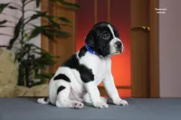 Щенки Английского пойнтера 