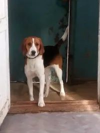 Потерялась эстонская гончая