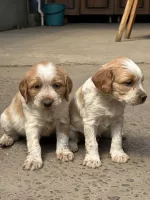 Продаются щенки  Бретонский Эпаньоль