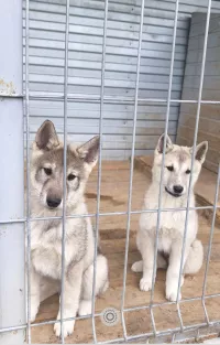 Продам лайку
