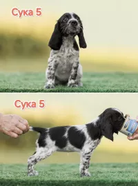 Русский охотничий спаниель ЩЕНКИ