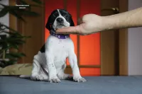 Щенки Английского пойнтера 