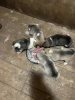 Продажа щенков 