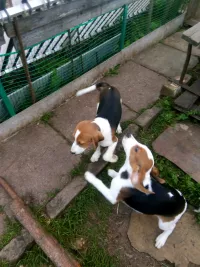 Подращенные щенки эстонской гончей