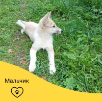 Щенки западносибирской лайки