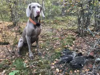 Вейка