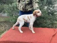 Щенки бритонского эпаньола