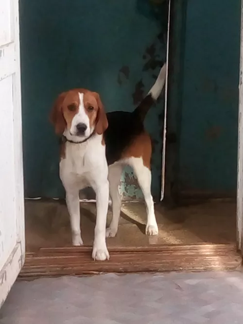 Потерялась эстонская гончая