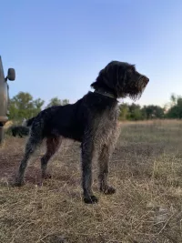 щенок немецкого дратхаара