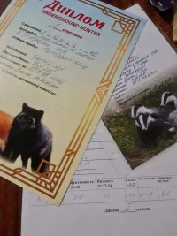 Щенки Паттердейл терьера