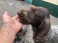 Щенки Дратхаара с документами РОРС от рабочей пары.