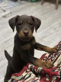 Продам щенков ягдтерьера