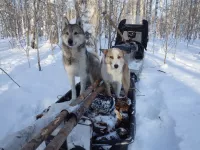 Щенки Западно - Сибирских лаек от промысловых собак.
