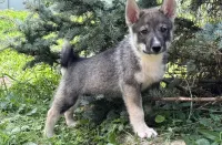 Щенки, западносибирская лайка 