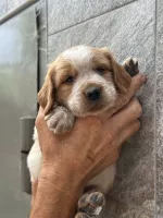 Продаются щенки  Бретонский Эпаньоль