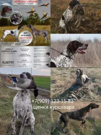 Породистые щенки немецкого курцхаара