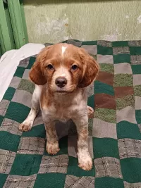 Щенки бретонский эспаньоль