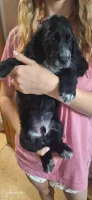 ЩЕНКИ РУССКОГО ОХОТНИЧЬЕГО СПАНИЕЛЯ 