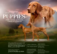 Щенки Венгерской выжлы