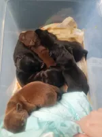 Щенки Паттердейл терьера